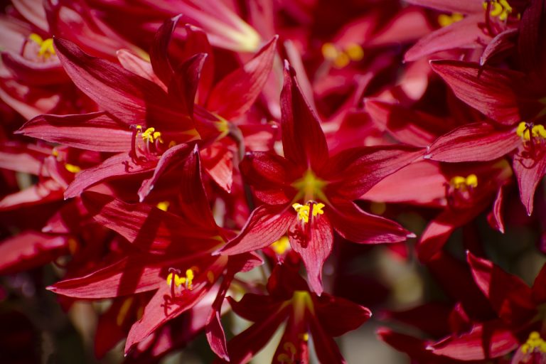 oxblood-lily-rhodophiala-bifida-detail-1920x1080-1169496855