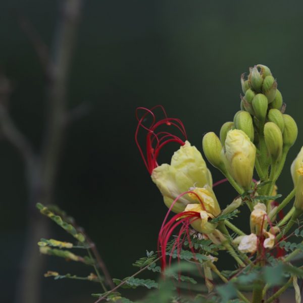 Desert poinciana flowers.