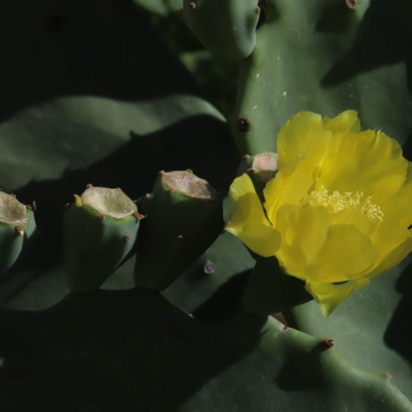 Prickly pear flowers.