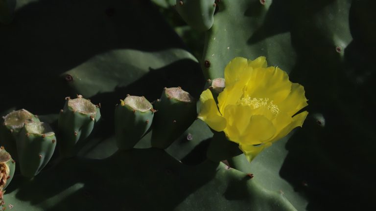 Prickly pear flowers.
