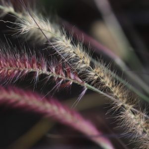 Purple fountain grass flowers.