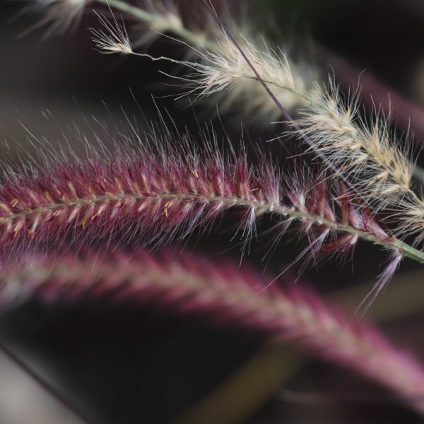 Purple fountain grass flowers.