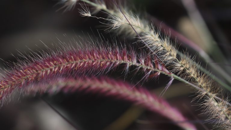 Purple fountain grass flowers.