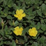 Purslane leaves and flowers.