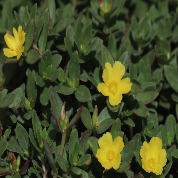 Purslane leaves and flowers.