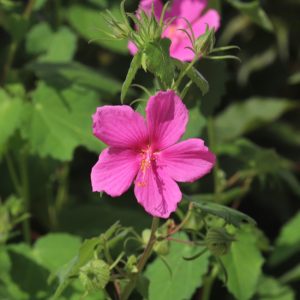 Texas rock rose leaves and flowers.