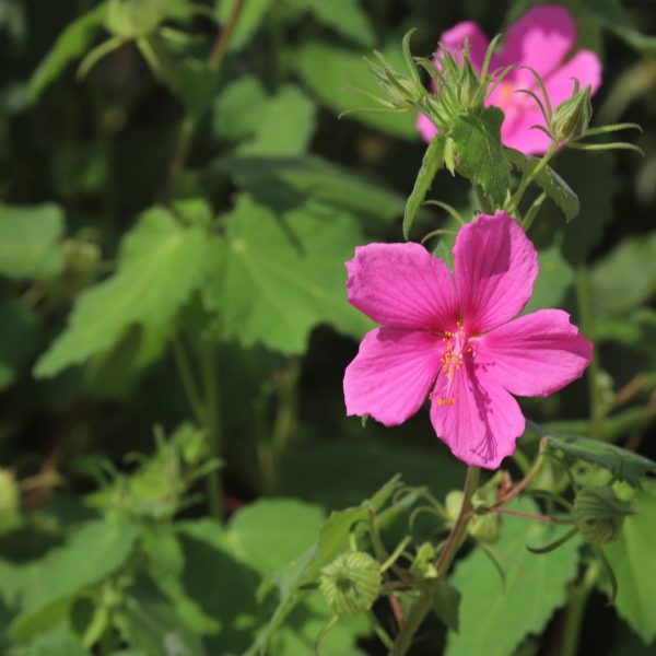 Texas rock rose leaves and flowers.