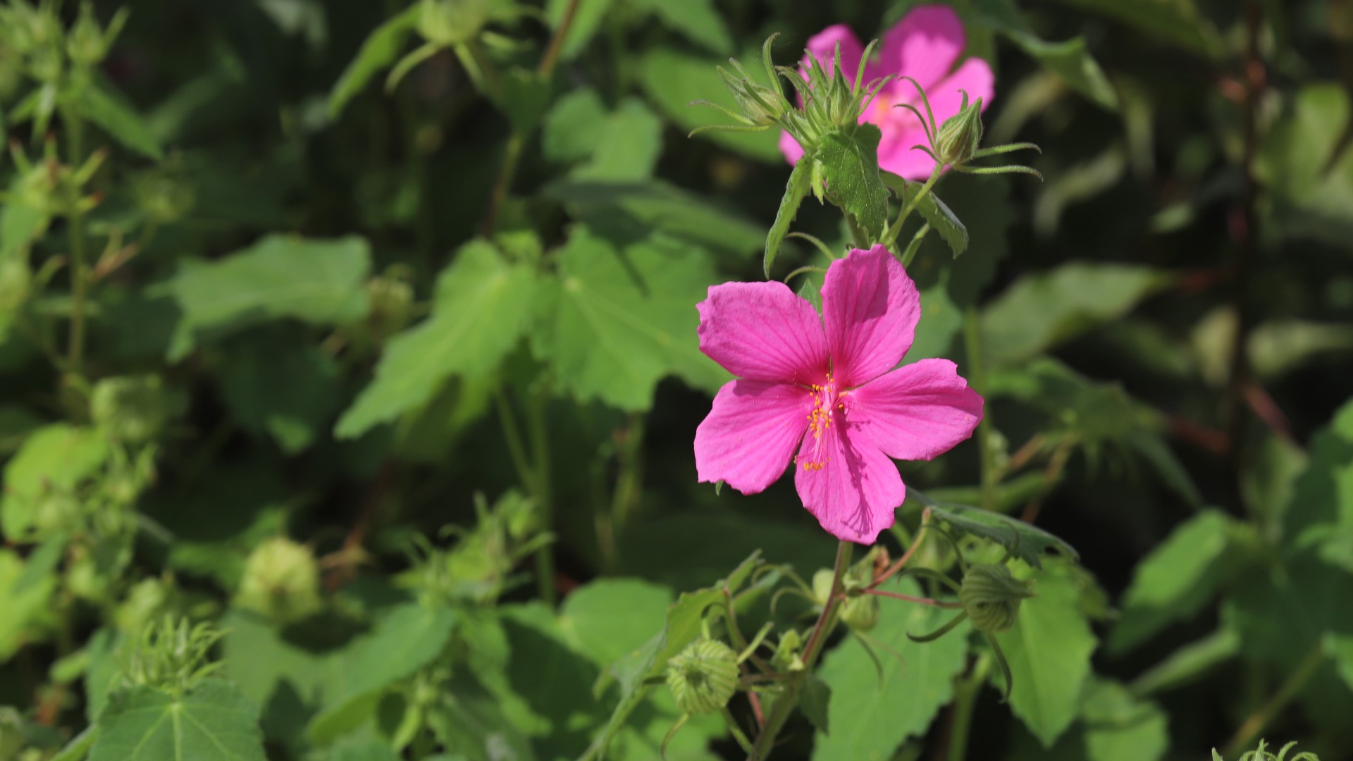 Texas rock rose leaves and flowers.