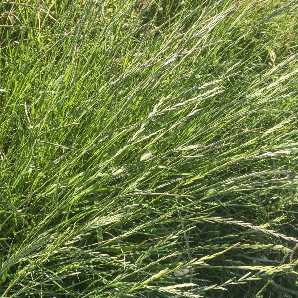 rye-grass-detail-1920x1080-831121508