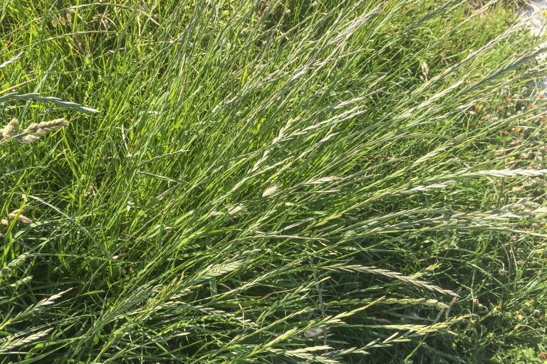 rye-grass-detail-1920x1080-831121508
