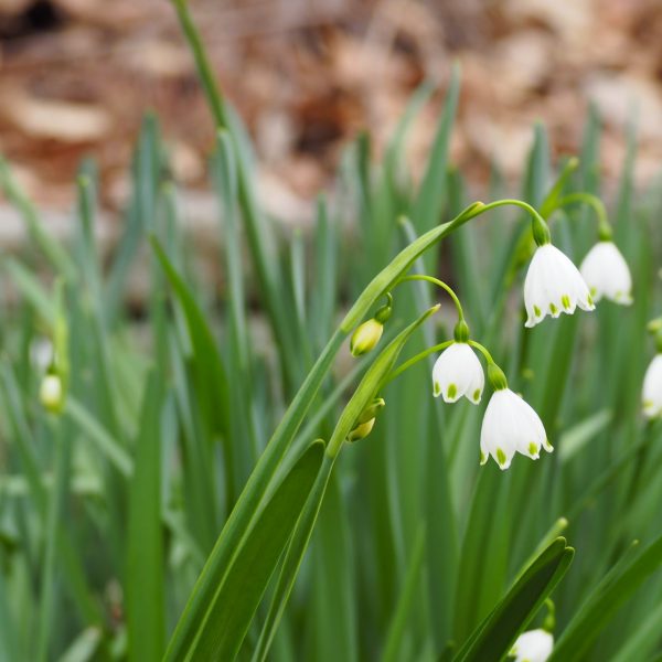 Snowflakes flowers.