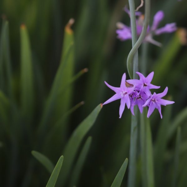 Society garlic leaves and flowers.