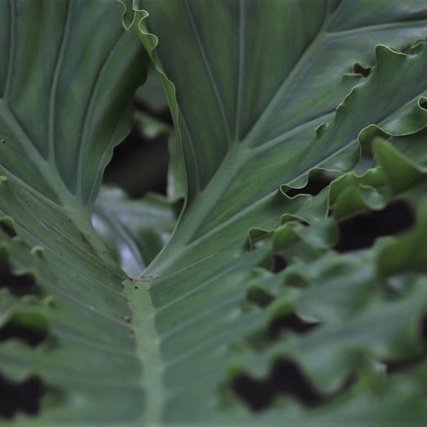 Split-leaf philodendron leaves.