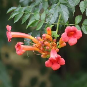 Trumpet creeper flowers.