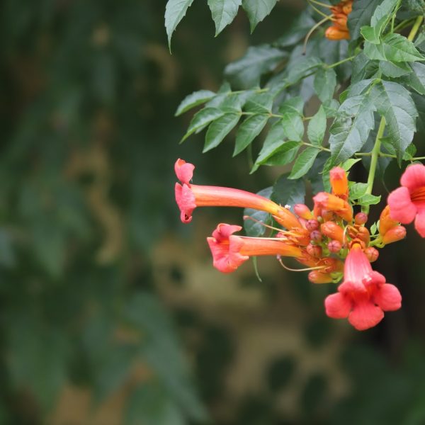 Trumpet creeper leaves and flowers.
