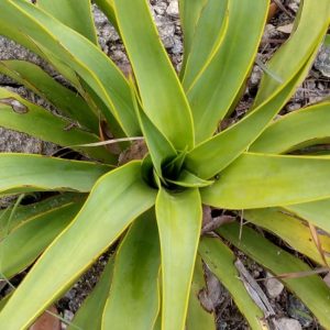 Twist leaf yucca leaves.