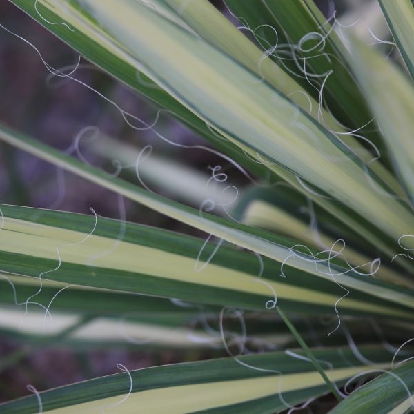 Variegated yucca leaves.