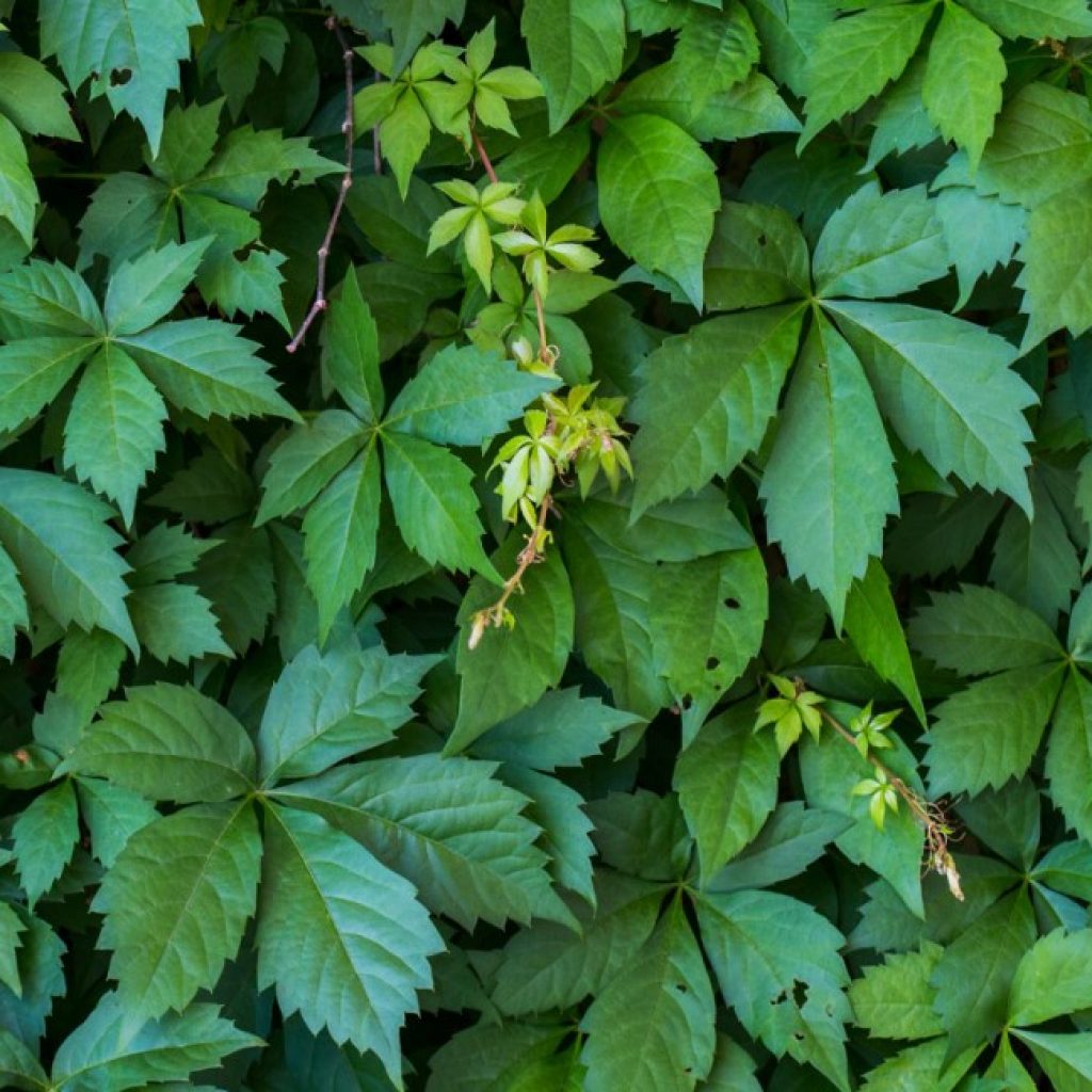 Virginia creeper leaves.