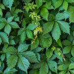 Virginia creeper leaves.