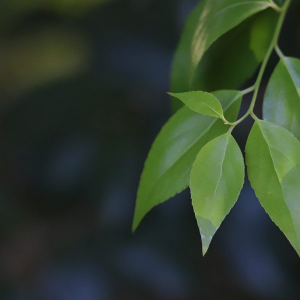 Xylosma leaves.