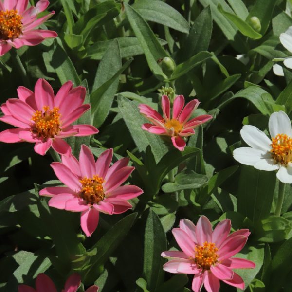 Profusion zinnia flowers.