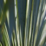 Beaked yucca leaves.