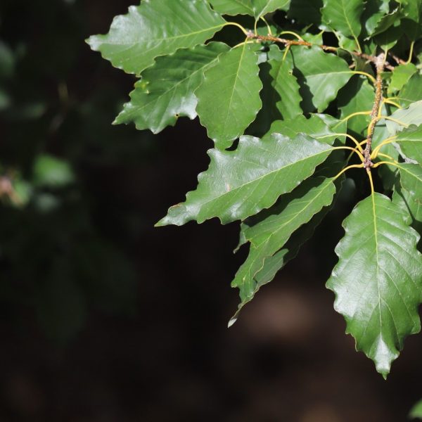Chinquapin oak leaves.
