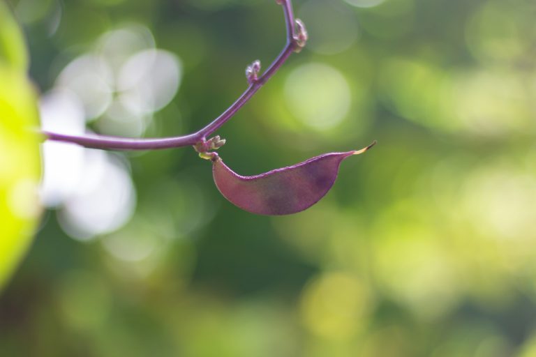 Hyacinth vine, with bean.
