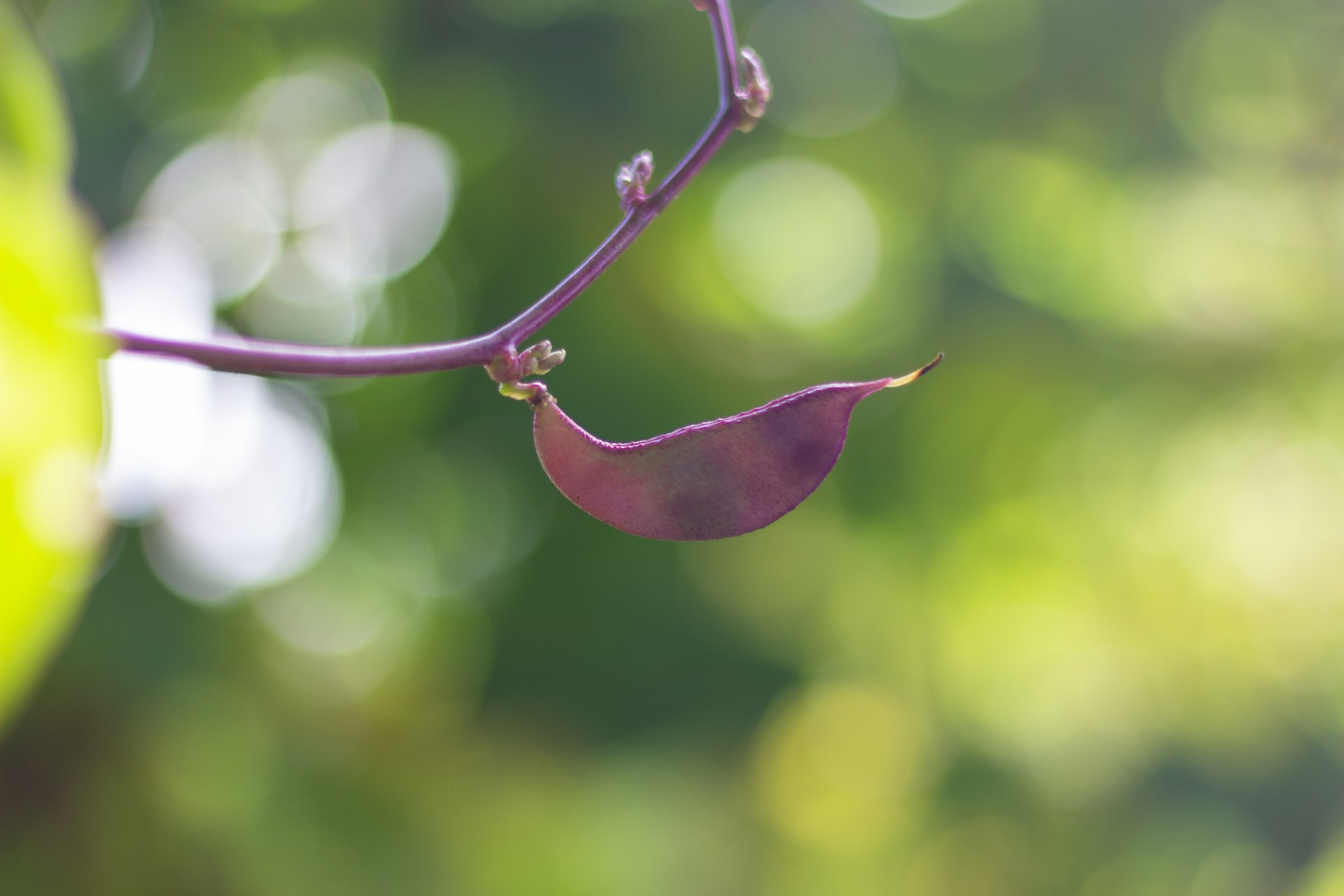 Hyacinth vine, with bean.