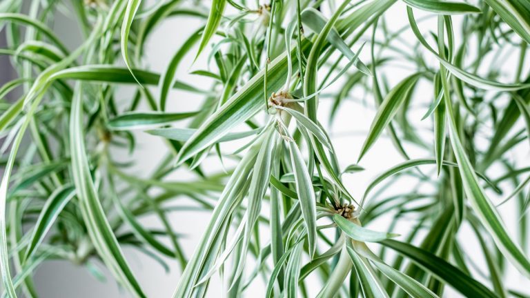 Spider plant leaves.