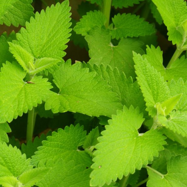 catmint-nepeta-cataria-detail-1920x1080-gettyimages-186867769