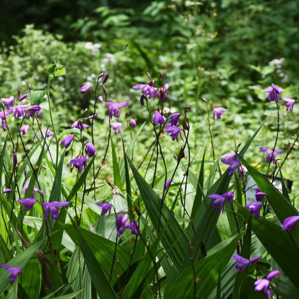 chinese-ground-ocrchid-bletilla-striata-detail-1920x1080-gettyimages-1225131589
