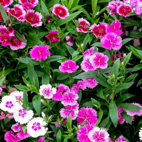 Dianthus pink flowers.