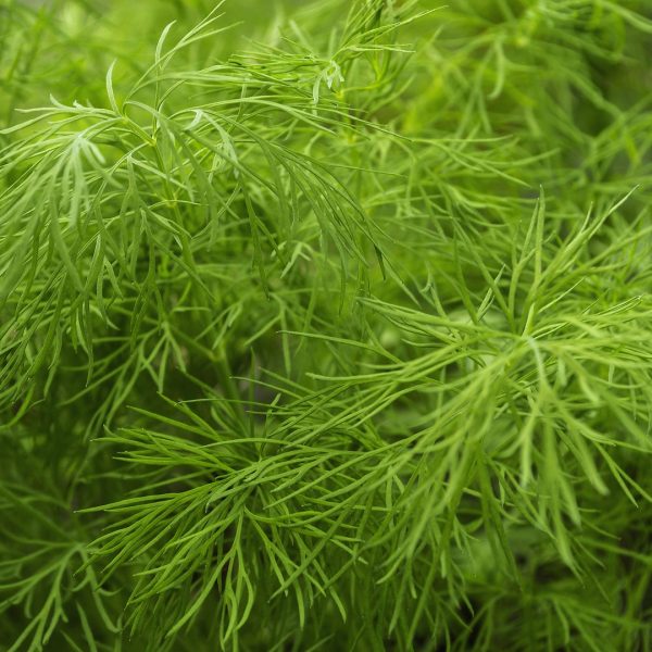 dill-anethum-graveolens-detail-1920x1080-gettyimages-694896792