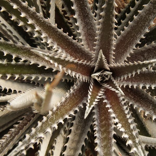 dyckia-sp-detail-1920x1080-gettyimages-492361236