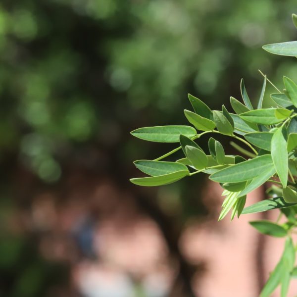 Flowering senna tree leaves.