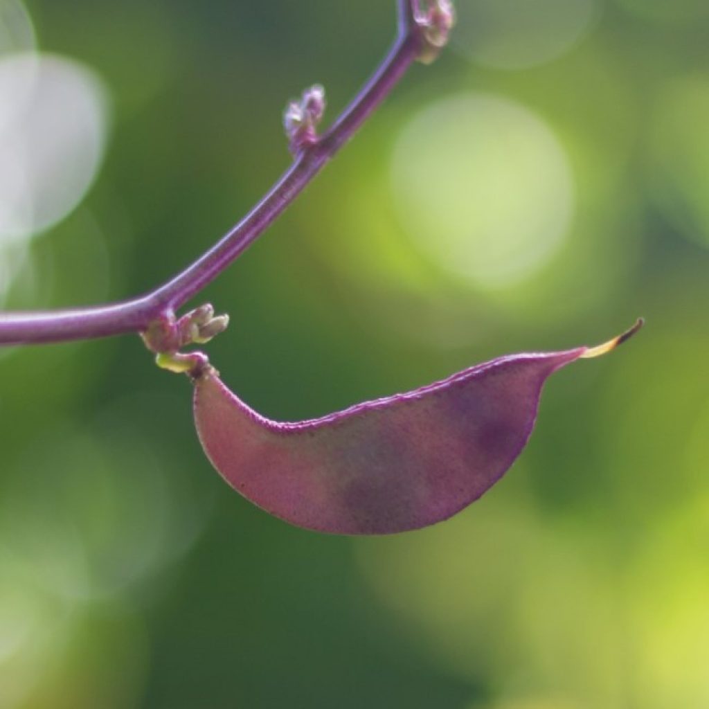 Hyacinth bean.