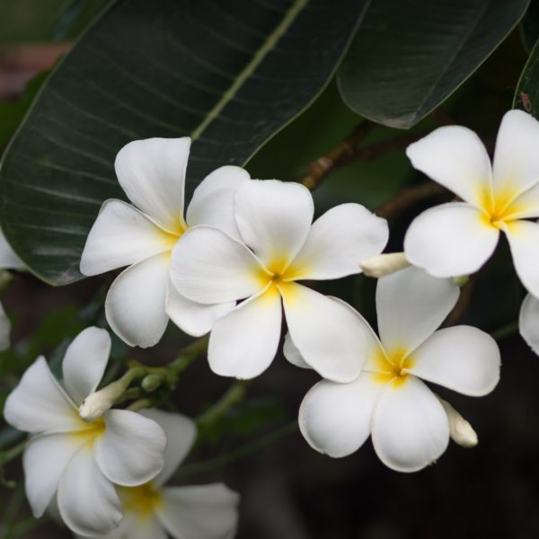 Plumeria leaves and flowers.