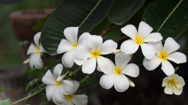 Plumeria leaves and flowers.