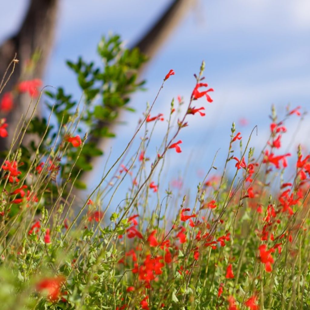 Scarlet sage leaves and flowers.