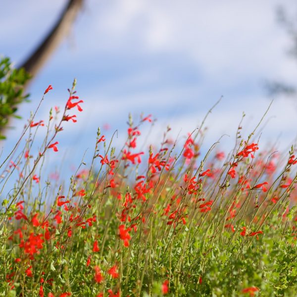 Scarlet sage leaves and flowers.