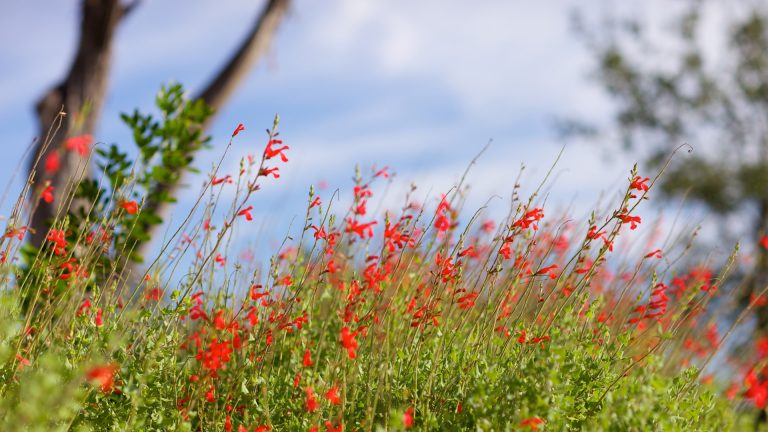 Scarlet sage leaves and flowers.