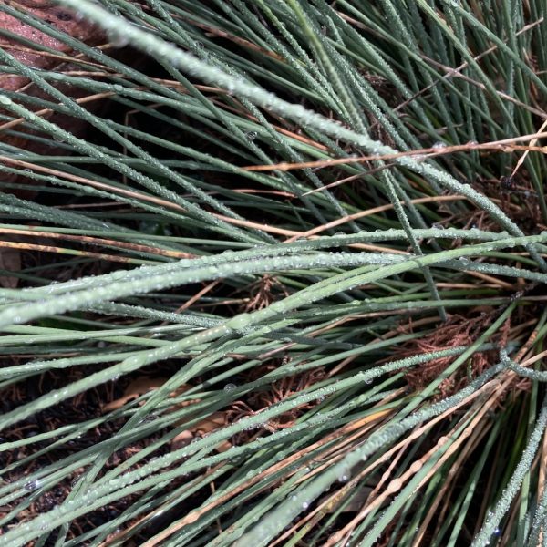 Basket grass leaves.