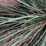 Basket grass leaves.