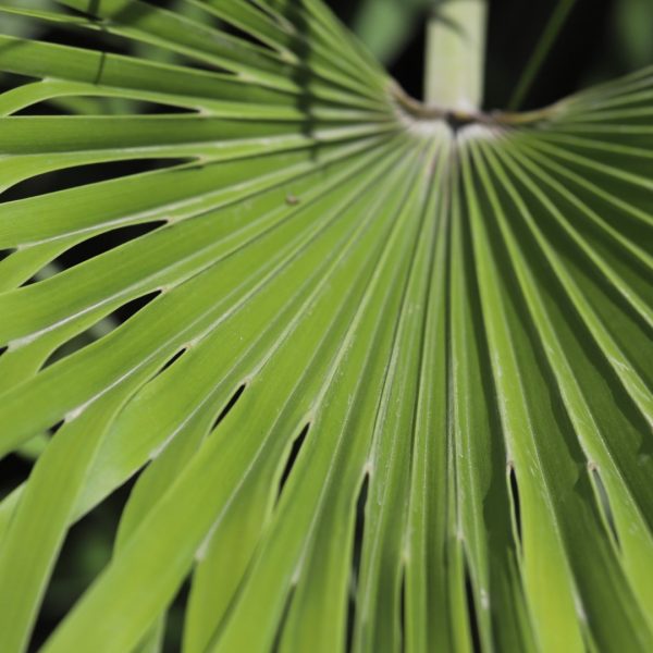 Windmill palm leaves.