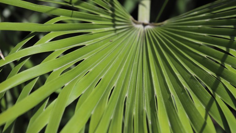 Windmill palm leaves.