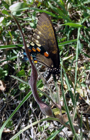 pipevine swallowtail butterfly