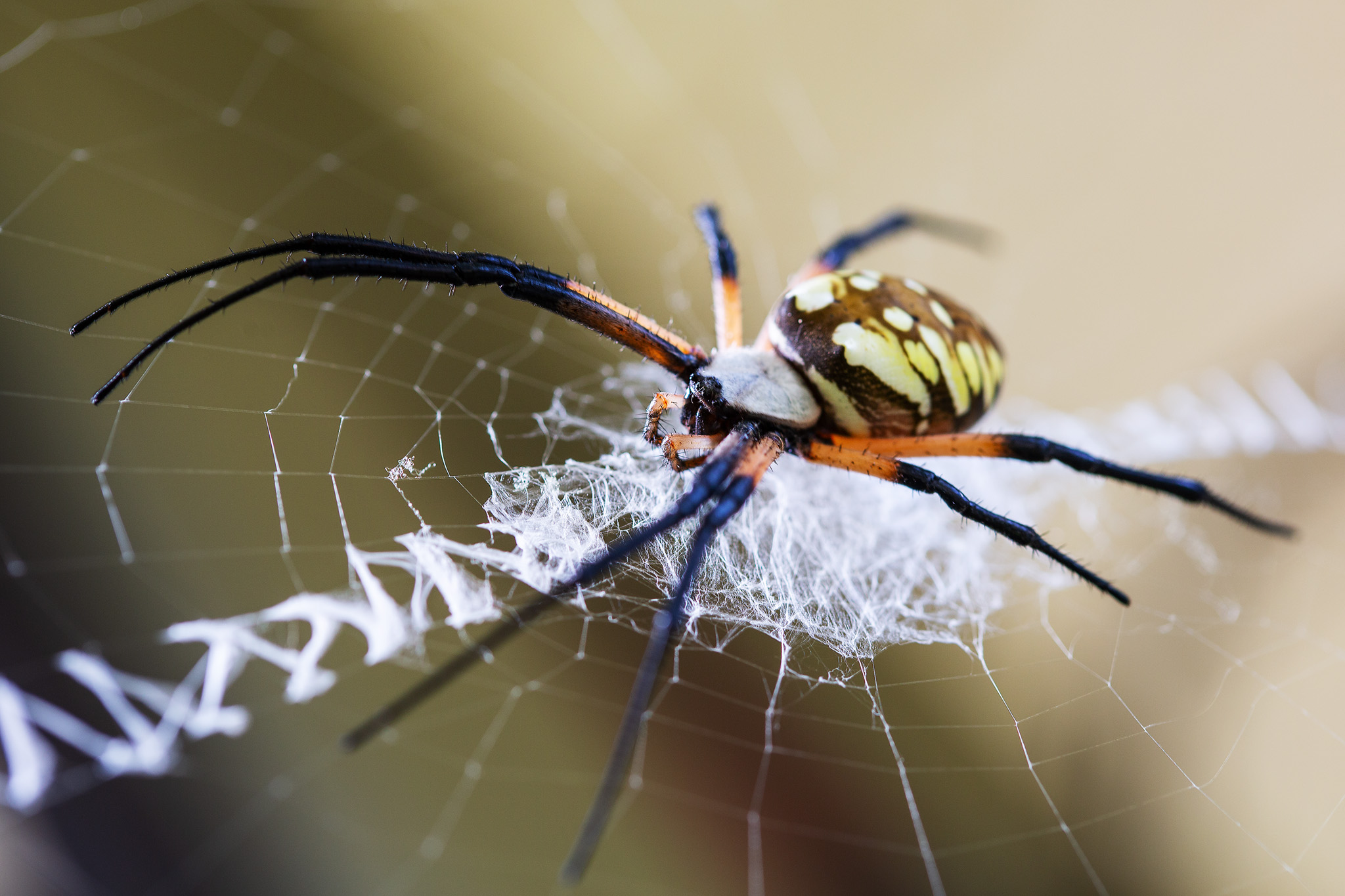 orb weaver spider showing off stabilimentum