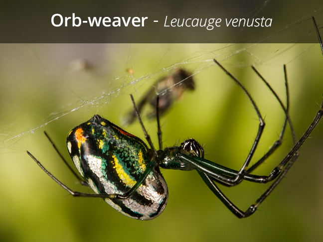 orb weaver spider