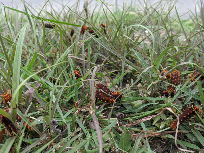 pipevine swallowtail butterfly larvae in grass